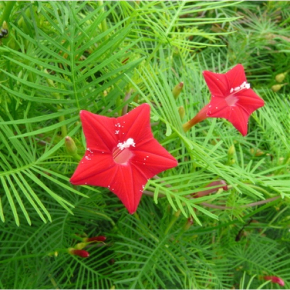 Cypress Vine 100 Seeds. Seasoning, and regrown in next season.